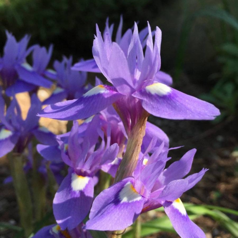 Barbary Nut Moraea sisyrinchium
